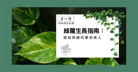 綠蘿植物|綠蘿生長指南：輕鬆照顧的攀爬美人 